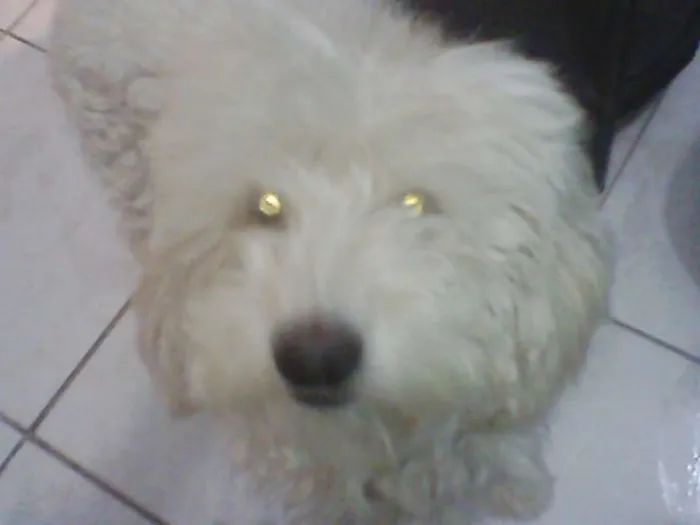 Cachorro ra a Poodle idade 5 anos nome Odie