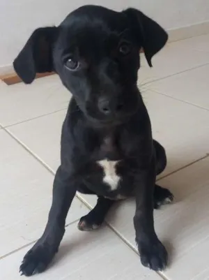 Cachorro raça Nao idade 2 a 6 meses nome Não tem
