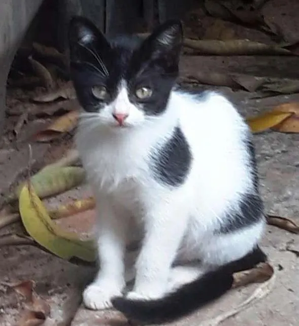 Gato ra a Comum idade 2 a 6 meses nome Ainda sem nome