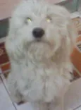 Odie