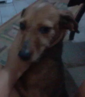 Cachorro raça Vira Lata idade 4 anos nome Lilica