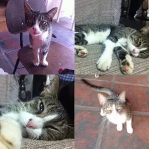 Gato raça Sem raça definida idade 7 a 11 meses nome Hades