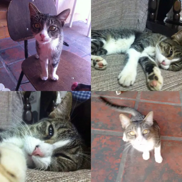 Gato ra a Sem raça definida idade 7 a 11 meses nome Hades