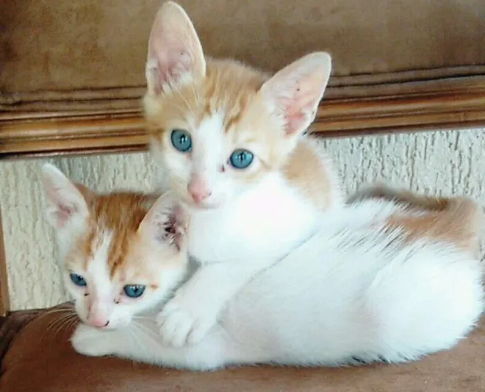 Gato ra a Não sei idade 2 a 6 meses nome Tom e Jerry