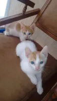 Tom e Jerry