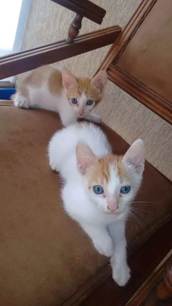 Gato ra a Não sei idade 2 a 6 meses nome Tom e Jerry