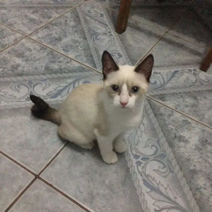 Gato ra a  idade 2 a 6 meses nome 2 meses, castrada e