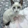 2 meses, castrada e