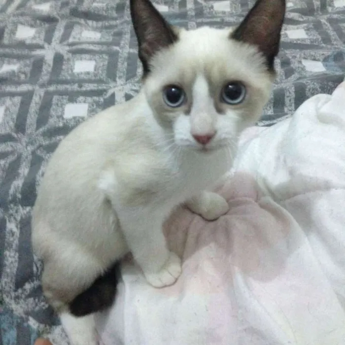 Gato ra a  idade 2 a 6 meses nome 2 meses, castrada e