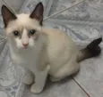 2 meses, castrada e