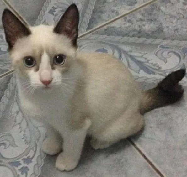 Gato ra a  idade 2 a 6 meses nome 2 meses, castrada e