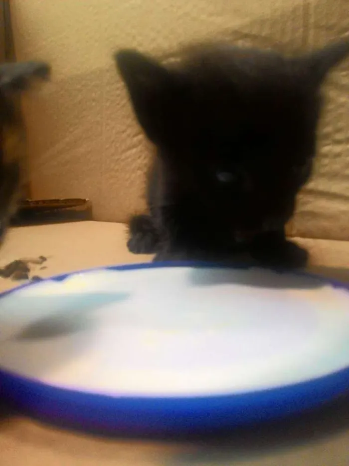 Gato ra a Sem raça idade Abaixo de 2 meses nome Sem nome