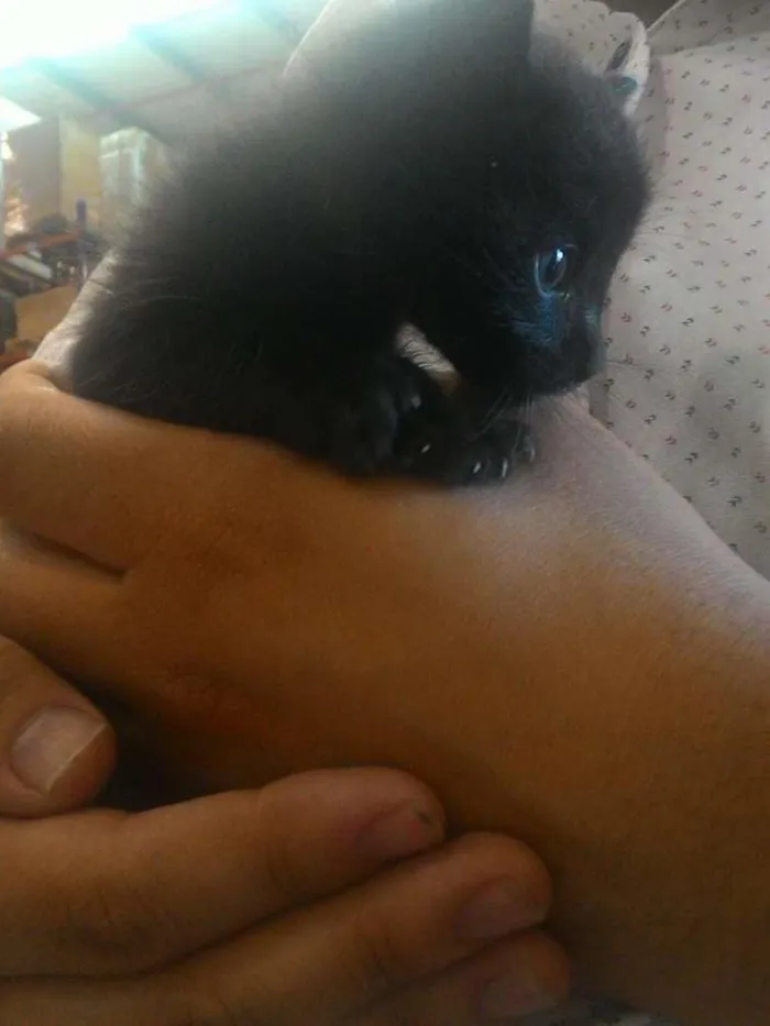 Gato ra a Sem raça idade Abaixo de 2 meses nome Sem nome
