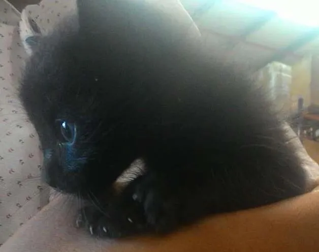 Gato ra a Sem raça idade Abaixo de 2 meses nome Sem nome
