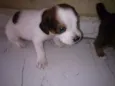 Lilica