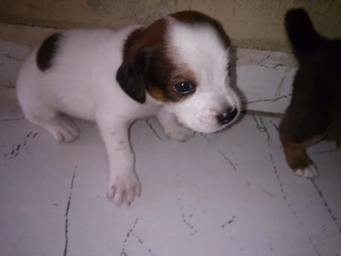 Cachorro ra a Viralata idade Abaixo de 2 meses nome Lilica