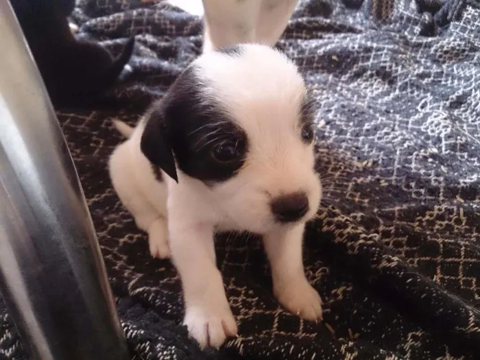 Cachorro ra a Vira_lata idade Abaixo de 2 meses nome Max