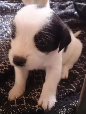 Cachorro raça Vira_lata idade Abaixo de 2 meses nome Max