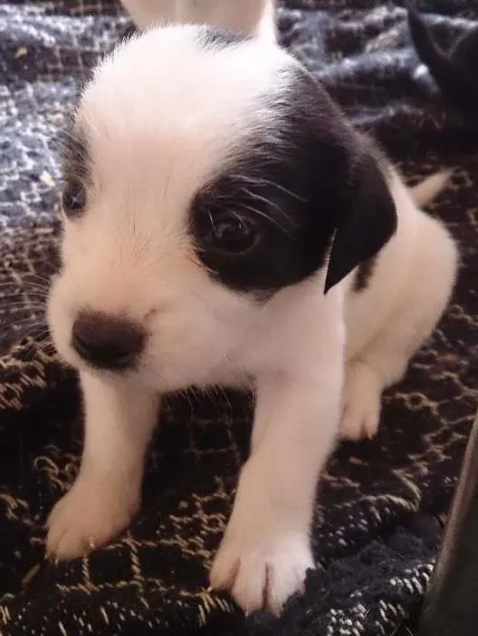 Cachorro ra a Vira_lata idade Abaixo de 2 meses nome Max