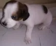 Lilica