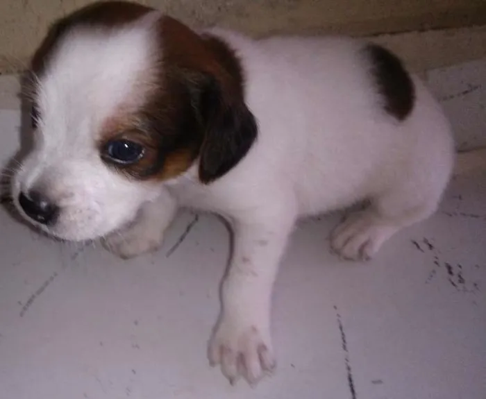 Cachorro ra a Viralata idade Abaixo de 2 meses nome Lilica