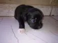 Rubi