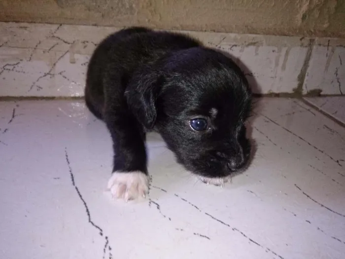 Cachorro ra a Vira-lata idade Abaixo de 2 meses nome Rubi
