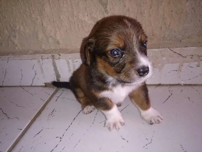 Cachorro ra a Vira-lata idade Abaixo de 2 meses nome Horrus