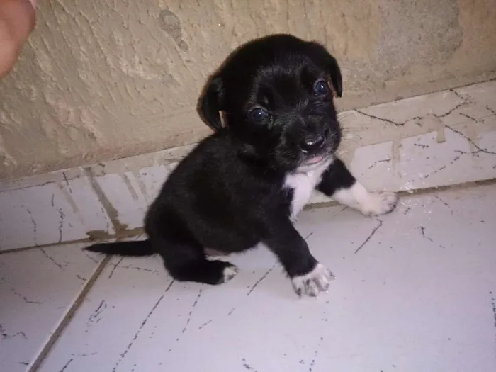 Cachorro ra a Vira-lata idade Abaixo de 2 meses nome Thor