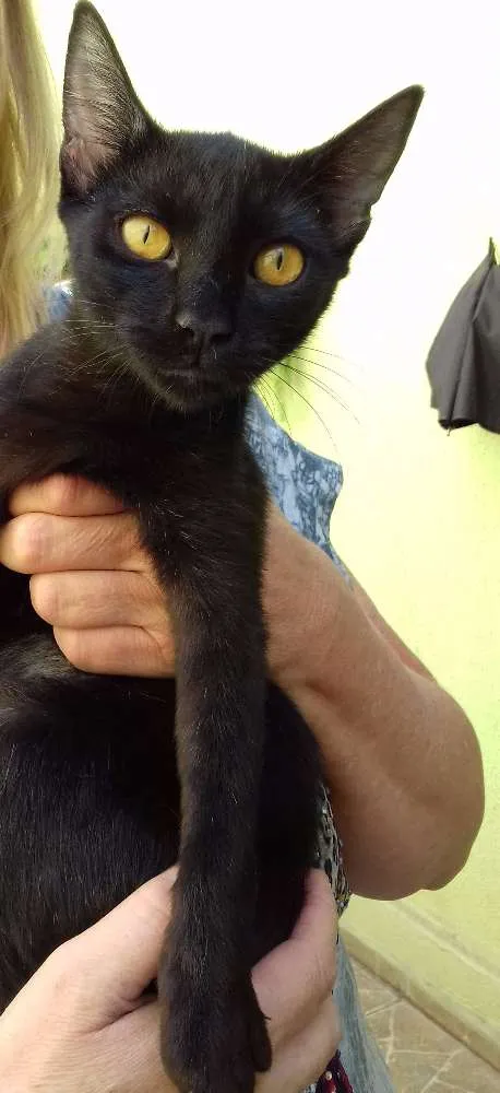 Gato ra a SRD idade 2 a 6 meses nome Amber