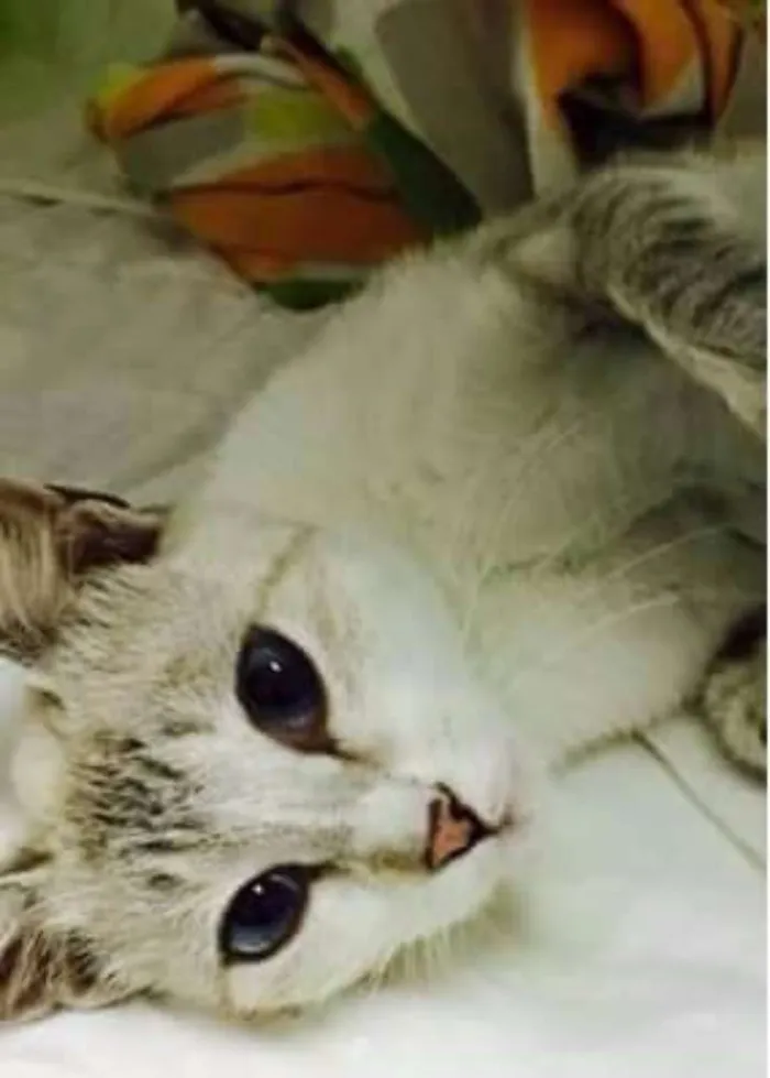 Gato raça SRD idade 2 anos nome Catherine