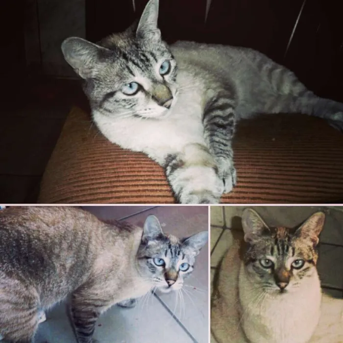 Gato ra a SRD idade 3 anos nome Frida