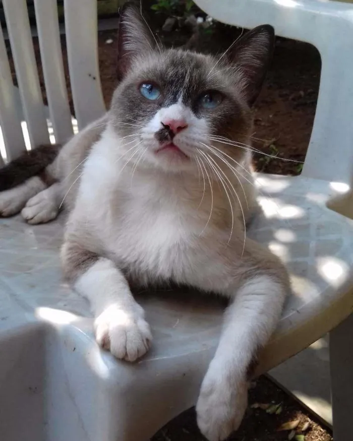 Gato ra a siamês idade 2 anos nome Rodolfo
