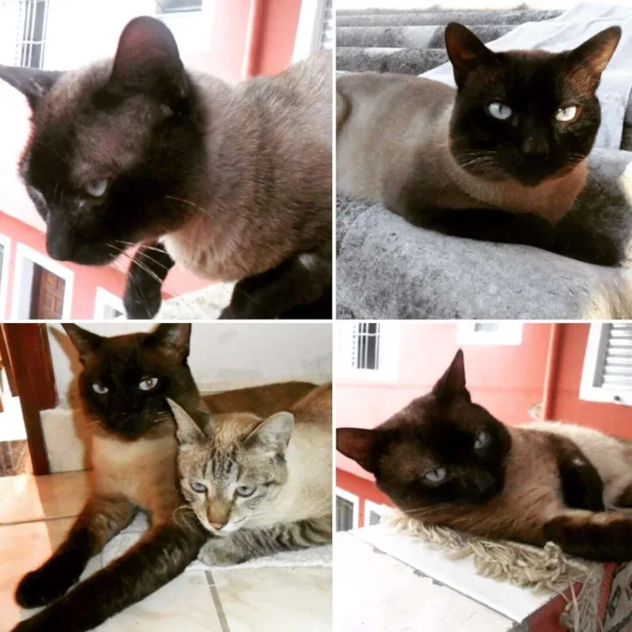 Cachorro ra a Siamês idade 3 anos nome Fred