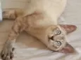 Nicolas