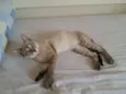 Nicolas