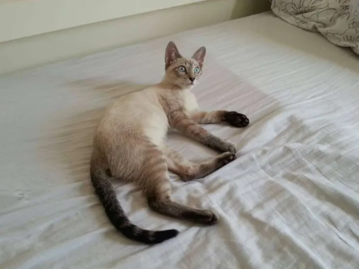 Gato ra a Indefinidada idade 2 a 6 meses nome Nicolas
