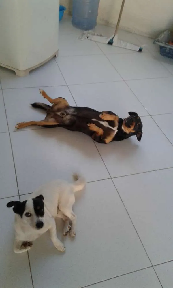 Cachorro raça mistiço fox paulistinha idade 5 anos nome pandora e obama