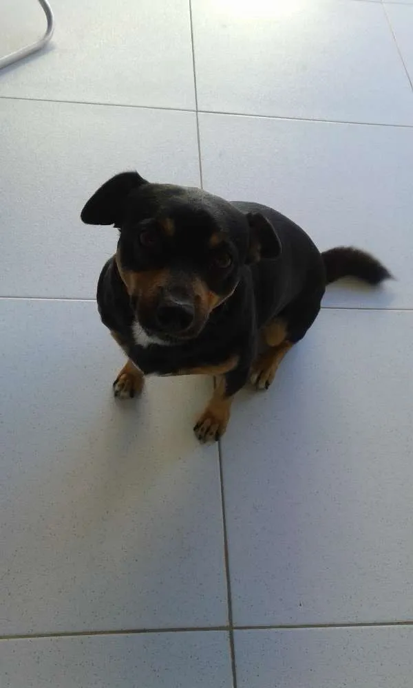 Cachorro raça mistiço fox paulistinha idade 5 anos nome pandora e obama