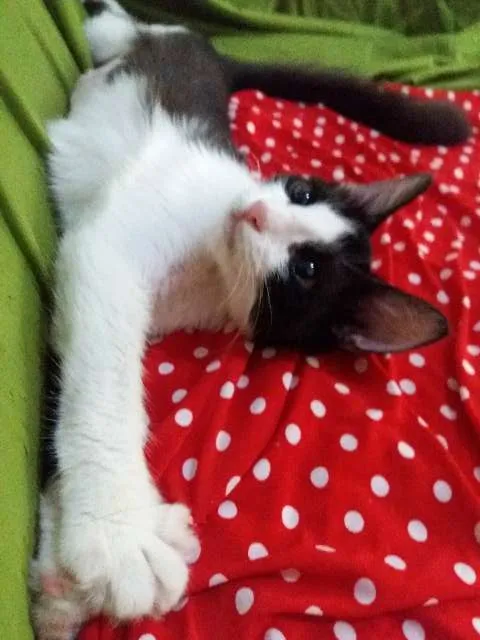 Gato ra a SRD idade 2 a 6 meses nome Selina