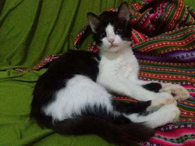 Gato ra a SRD idade 2 a 6 meses nome Selina