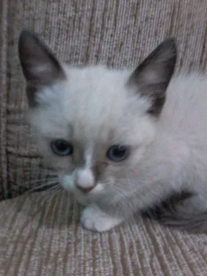 Gato raça  idade Abaixo de 2 meses nome não tem nome