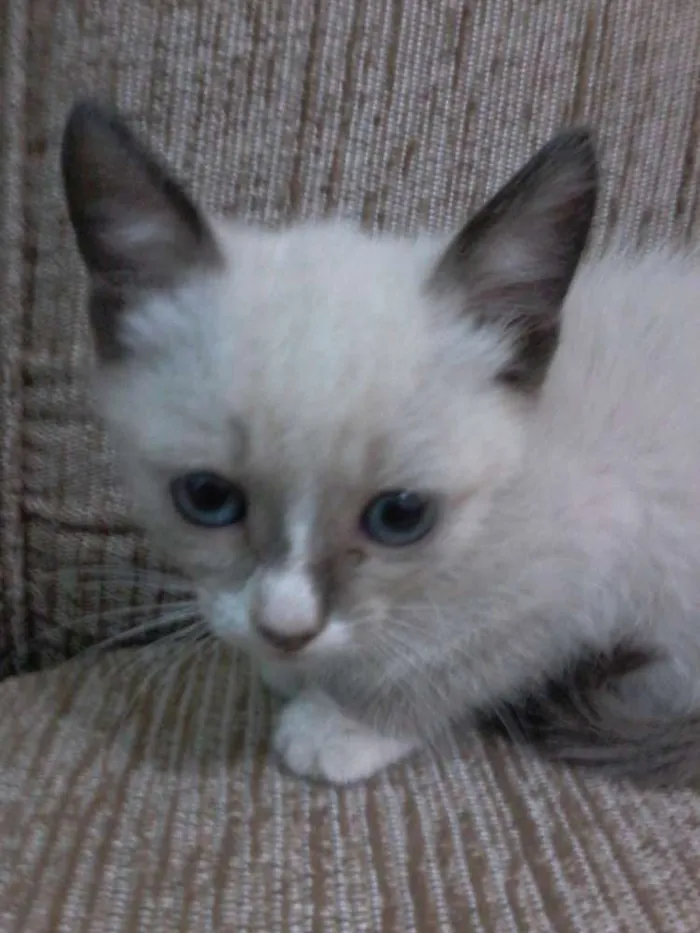 Gato ra a idade Abaixo de 2 meses nome não tem nome