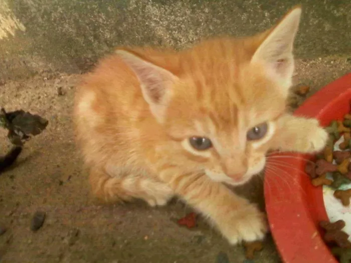 Gato ra a vira lata idade Abaixo de 2 meses nome espoleta, geoginho,