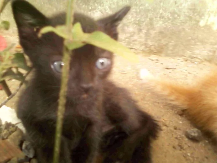 Gato ra a vira lata idade Abaixo de 2 meses nome espoleta, geoginho,