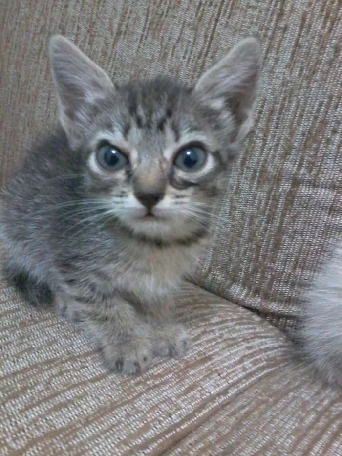 Gato ra a  idade Abaixo de 2 meses nome não tem nome