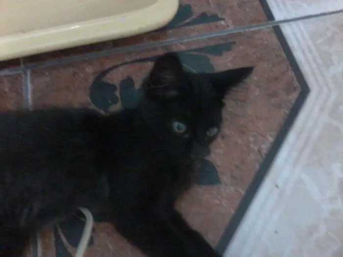 Gato ra a  idade 2 a 6 meses nome Ginka
