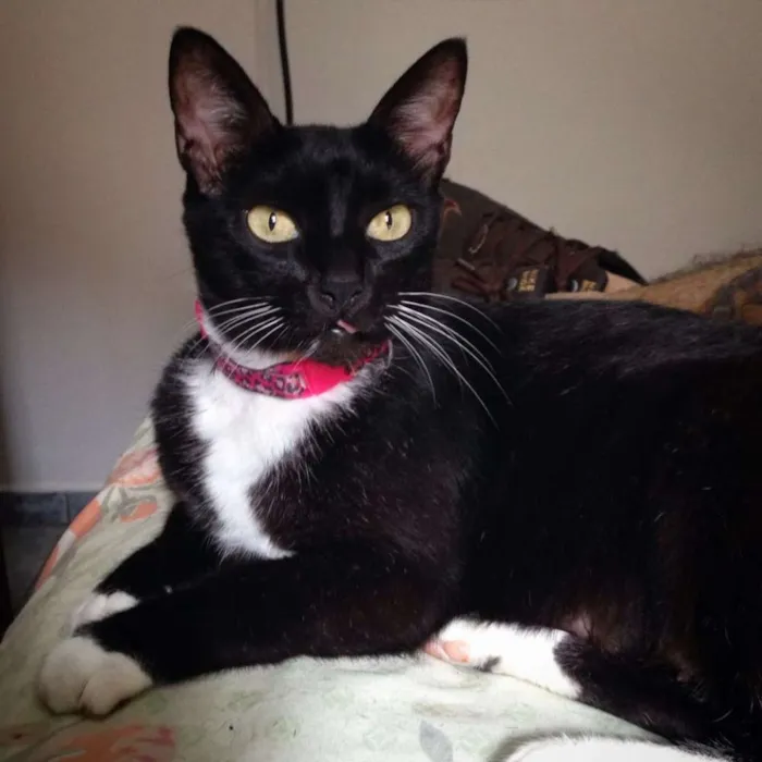 Gato ra a  idade 6 ou mais anos nome MEG, vítima de maus