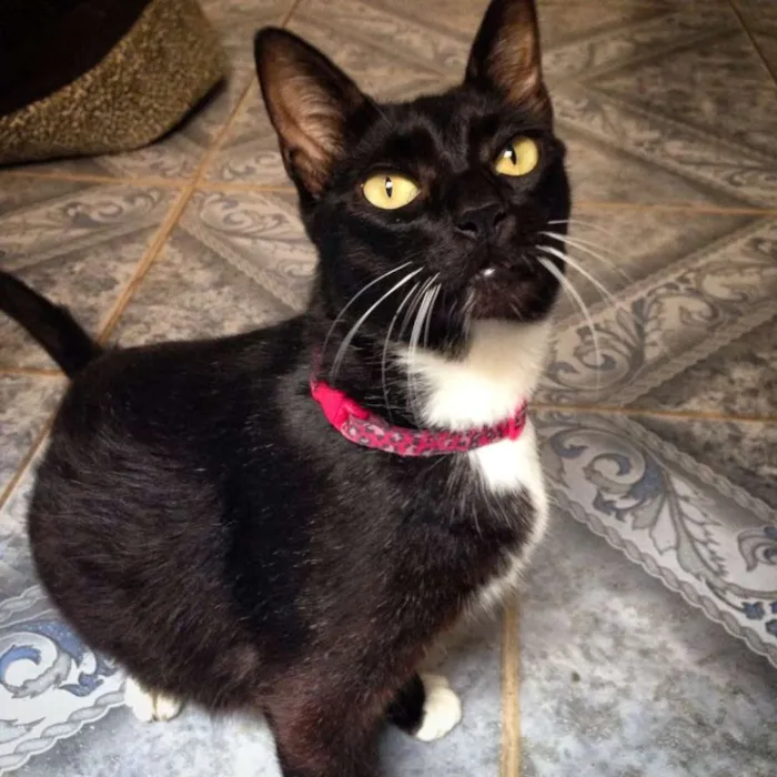 Gato ra a  idade 6 ou mais anos nome MEG, vítima de maus