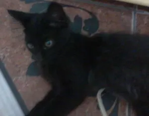 Gato raça  idade 2 a 6 meses nome Ginka